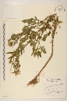 飛機草藏品圖，第1張