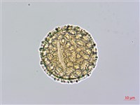 火炭母草、清飯藤藏品圖，第2張