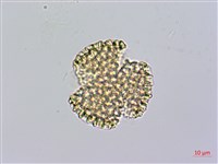 火炭母草、清飯藤藏品圖，第3張