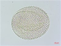苦瓜藏品圖，第4張