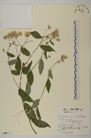 大頭艾納香藏品圖，第1張