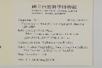 大頭艾納香藏品圖，第2張