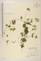 登錄號:S138274藏品圖，第1張