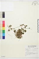 登錄號:S138423藏品圖，第1張