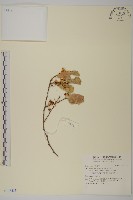 登錄號:S138433藏品圖，第1張