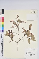 登錄號:S138447藏品圖，第1張