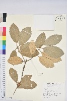 登錄號:S138449藏品圖，第1張