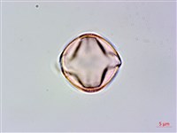 高梁泡藏品圖，第2張