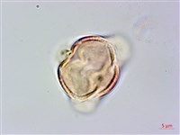 高梁泡藏品圖，第3張