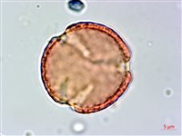 柳氏懸鉤子藏品圖，第2張