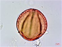 柳氏懸鉤子藏品圖，第3張