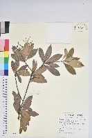 臺灣馬醉木藏品圖，第1張