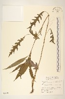 黃菀藏品圖，第1張