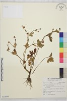 辣子草、揚子毛茛藏品圖，第1張