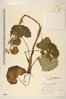 臺灣款冬藏品圖，第1張