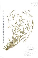 秋分草藏品圖，第1張