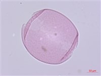 萎蕤藏品圖，第3張