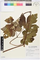 小白頭翁、野棉花藏品圖，第1張