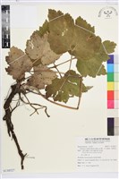 小白頭翁、野棉花藏品圖，第1張