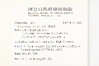 黃鵪菜藏品圖，第2張