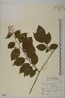 雷公藤藏品圖，第1張