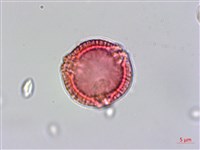 雷公藤藏品圖，第2張