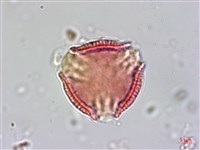 雷公藤藏品圖，第3張