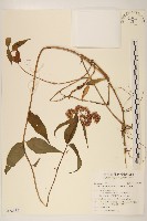 田代氏澤蘭藏品圖，第1張