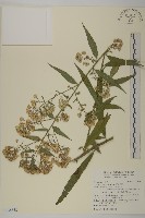 臺灣馬蘭藏品圖，第1張