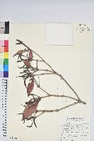 西施花藏品圖，第1張