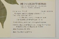 大丁黃藏品圖，第2張