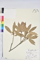 赤皮、赤皮椆藏品圖，第1張