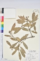 赤皮、赤皮椆藏品圖，第1張