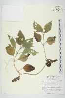 雙花蟛蜞菊藏品圖，第1張