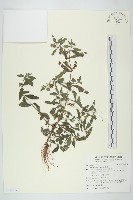 鱧腸藏品圖，第1張