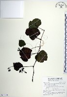 漢氏山葡萄藏品圖，第1張