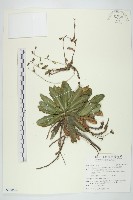 臺灣假黃鵪菜藏品圖，第1張