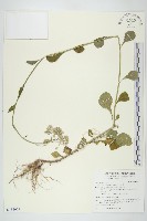 一枝香藏品圖，第1張