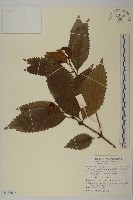 草珊瑚、紅果金粟蘭藏品圖，第1張