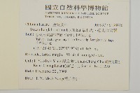 草珊瑚、紅果金粟蘭藏品圖，第2張