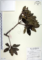 樹杞藏品圖，第1張