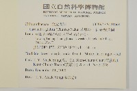 草珊瑚、紅果金粟蘭藏品圖，第2張