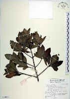 樹杞藏品圖，第1張