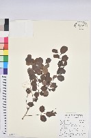 小紅仔珠藏品圖，第1張