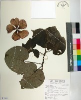 黃槿藏品圖，第1張