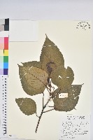 紅肉橙蘭、華血桐藏品圖，第1張