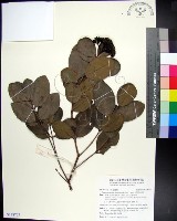 疏脈赤楠藏品圖，第1張