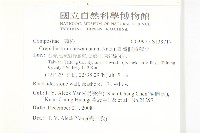 臺灣假黃鵪菜藏品圖，第2張