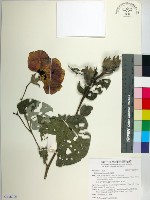 黃槿藏品圖，第1張