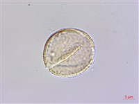 蘭嶼厚殼樹藏品圖，第2張